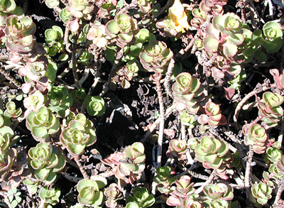 Sedum spurium Dragons Blood