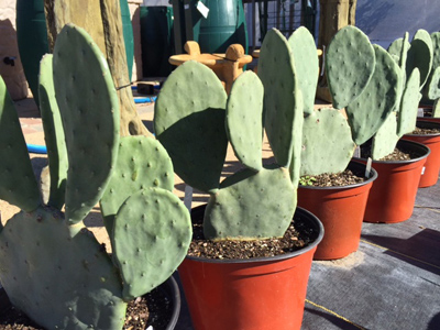 Opuntia ellisiana