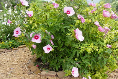 Hibiscus moscheutos