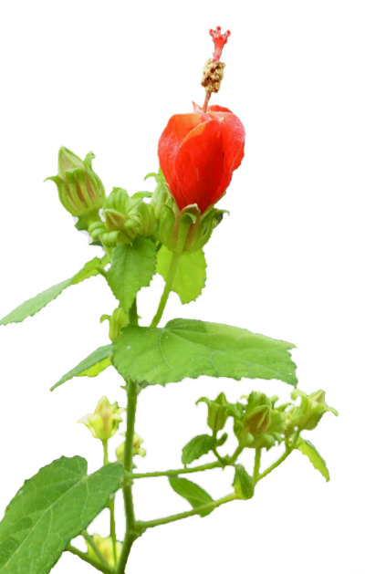 Turks Cap Flower